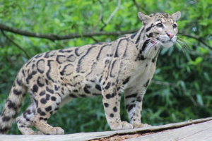Tajvani füstös leopárd